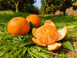 草地上剥开的橘子