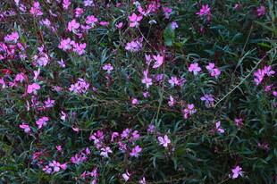 山桃草 