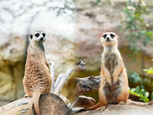 三只狐獴坐于岩石上