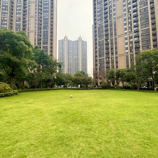 城市中的绿地与高楼景观