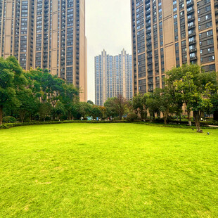 小区内的大片绿地景观