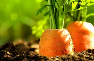 胡萝卜栽培