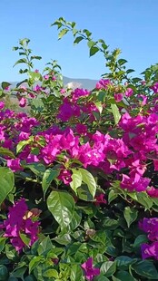 艳丽三角梅绽放于蓝天