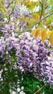 烂漫紫丁香绽放