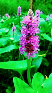 紫色水生花卉绽放