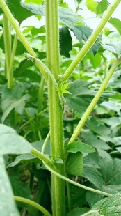 嫩绿豆角藤蔓生机盎然