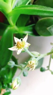 清新白色小花绽放