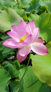 娇艳荷花绽放于绿叶间