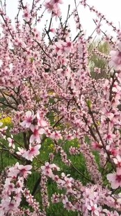 春日绽放的粉嫩桃花