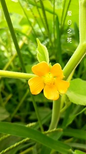 黄色小花独绽绿叶间