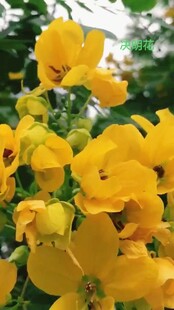 明艳黄色花朵绽放