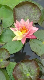 娇艳睡莲绽放于莲叶间