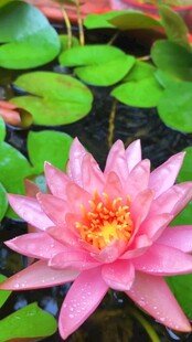 娇艳粉色睡莲绽放