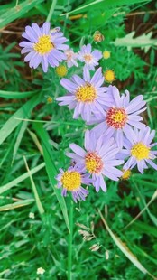 紫色小花绽放于绿草间