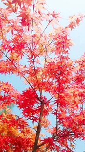 秋日红枫映蓝天