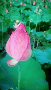 娇艳荷花绽放于荷塘间