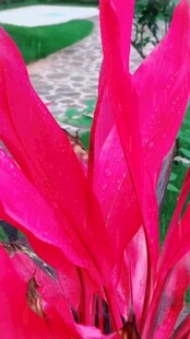 艳丽红朱蕉尽显植物之美