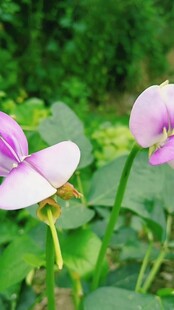 娇艳扁豆花绽放绿意间