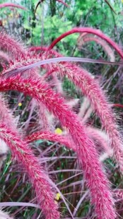 红色毛茸茸植物特写