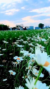 花海美景雏菊绽放原野