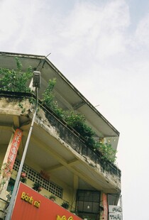 老旧楼房外墙上绿植点缀