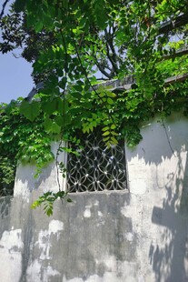 爬满绿植的古朴墙面