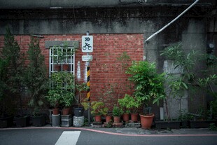 红砖墙边的绿植与招牌