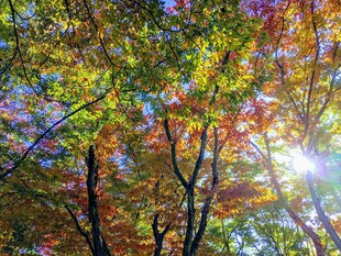 秋日林间阳光斑驳美景
