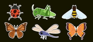 多彩昆虫标本展示