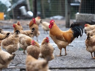 散养鸡