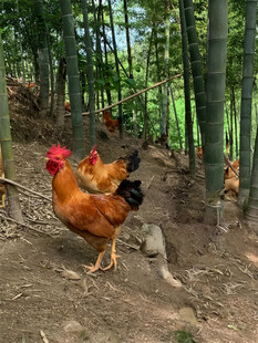 散养鸡