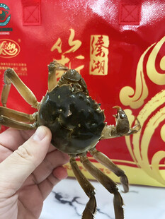 大闸蟹
