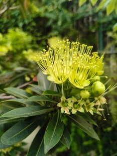 黄色绽放花朵特写