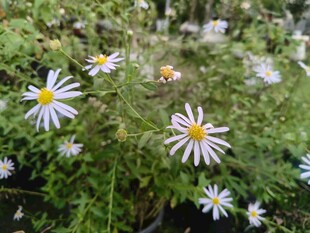 清新雏菊绽放于绿植间