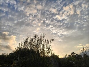 夕阳下的树林与天空景色