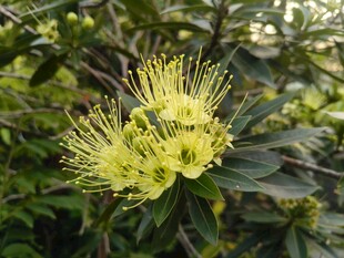 金黄花朵绽放枝头