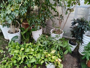 庭院绿植盆栽景致