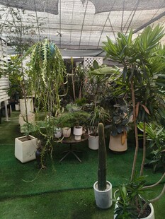 室内绿植景观展示