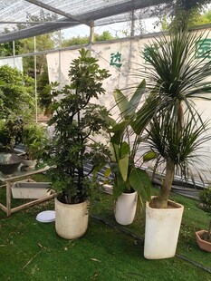 户外绿植盆栽景观展示