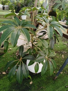 户外生长的绿植植物