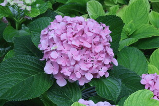 绣球花  