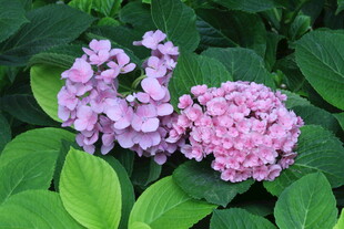 绣球花  