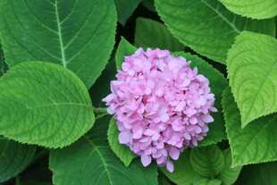 绣球花  