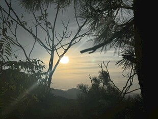 夕阳透过枝叶的美丽景象