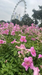 花海中的摩天轮浪漫景致