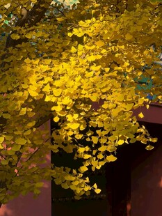 金黄银杏叶下的静谧景致