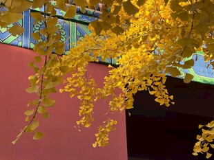 红墙旁金黄银杏枝叶