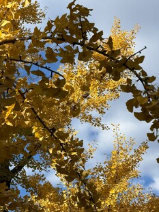 秋日金黄银杏枝叶蓝天