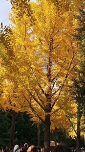 秋日金黄银杏树美景