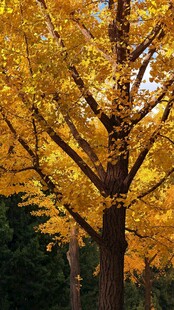 金黄银杏树枝繁叶茂